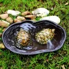Large reptile bathing pool with ramp, perfect for tortoises, turtles, and amphibians.