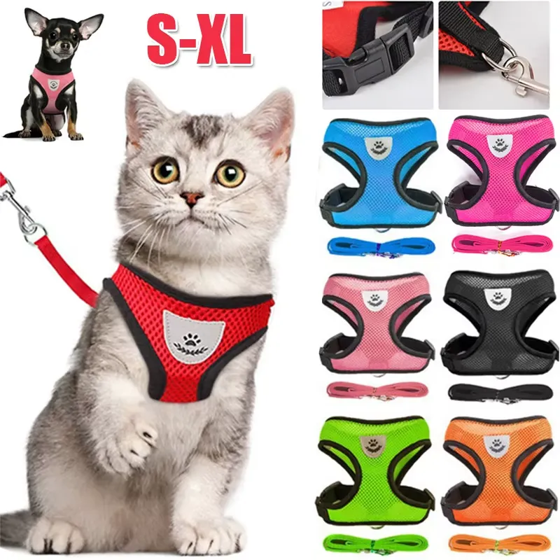 A cat wearing an adjustable harness with a lead leash attached.