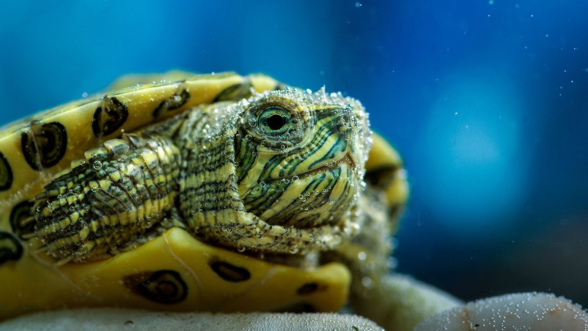 a aquatic green turtule