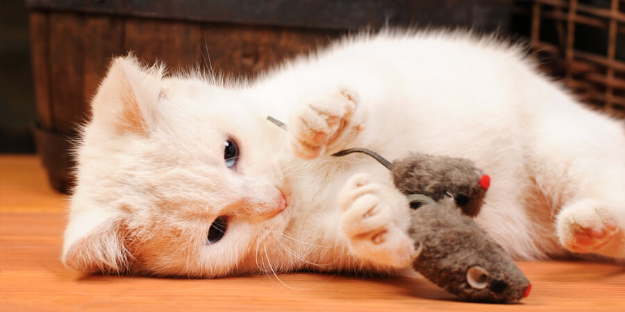 a white cat playing with its toy