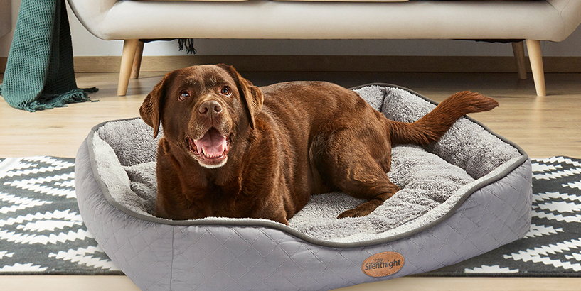 a brown dog happily enjoying a comfy pet bed