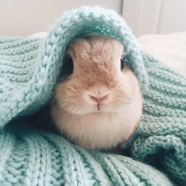 a rabbit comfortably resting 
