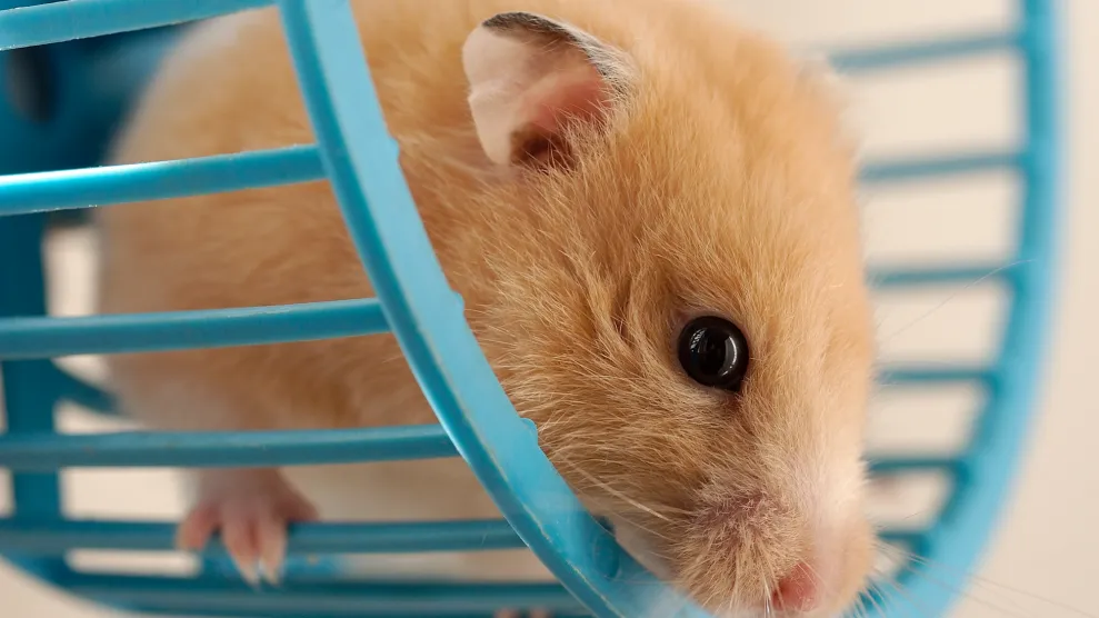 cute hamster on a exercise wheel