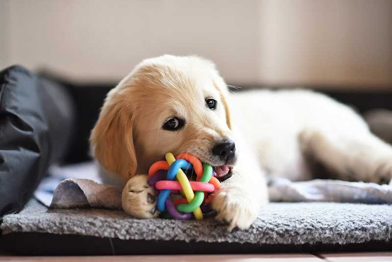 dog with a chewing toy