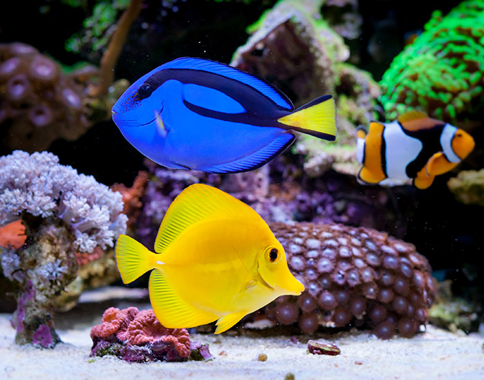 a blue and a yellow fish in ocean