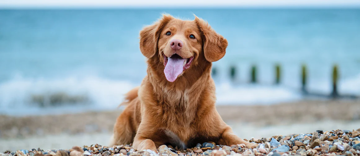 happy dog at the beach