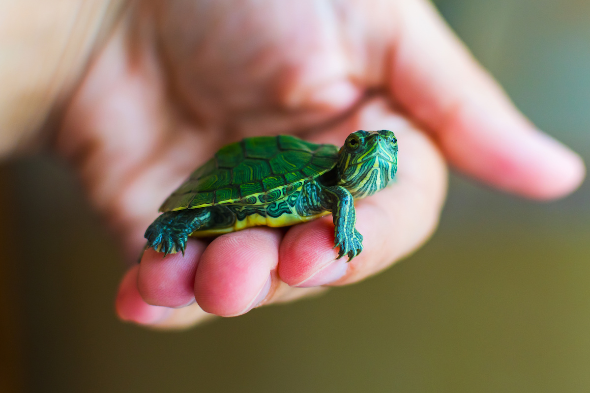 a green colored small pet turtule
