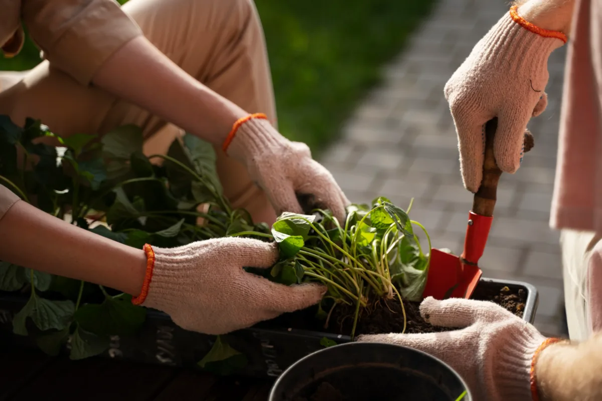 taking care of plant