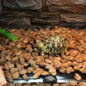 Top Quality Heat Mat for reptiles, showcasing its design and wattage options.