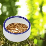 Round ceramic Reptile Bowl Spider Water Dish with escape-proof design for small to medium reptiles.