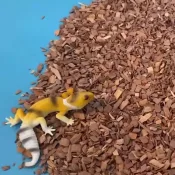 Apple tree wood chips substrate for reptiles and tortoises.