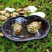 Large reptile bathing pool with ramp, perfect for tortoises, turtles, and amphibians.