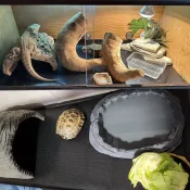 Reptile mat substrate liner for leopard geckos, lizards, snakes, and tortoises.